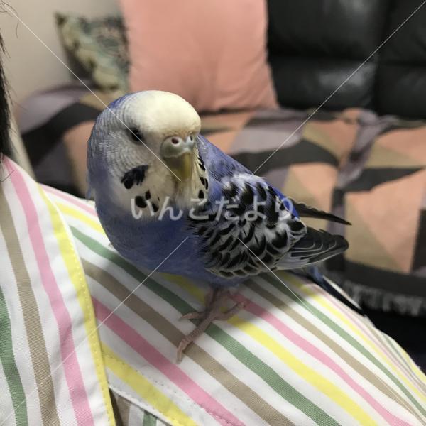 迷い鳥の写真