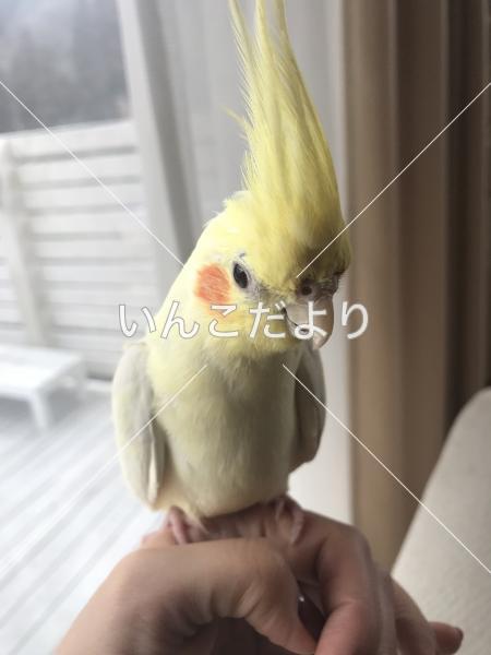 迷い鳥の写真
