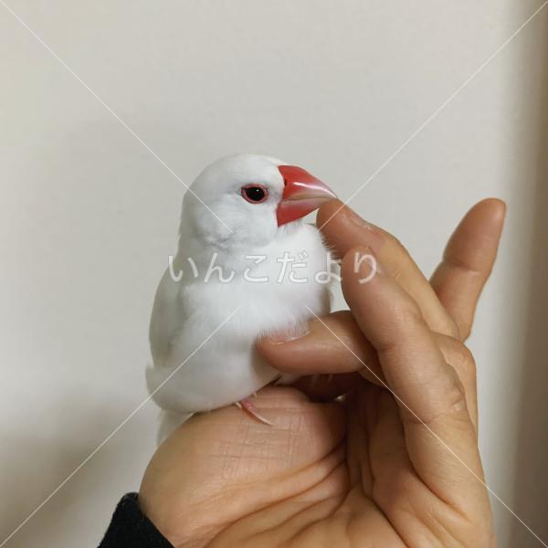迷い鳥の写真