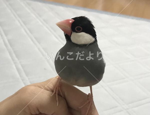 迷い鳥の写真