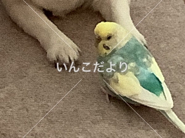 迷い鳥の写真