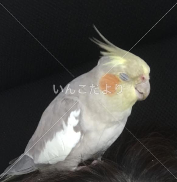 迷い鳥の写真