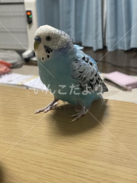 迷い鳥の写真