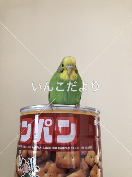 迷い鳥の写真