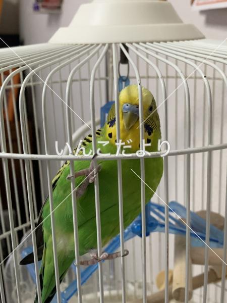 迷い鳥の写真
