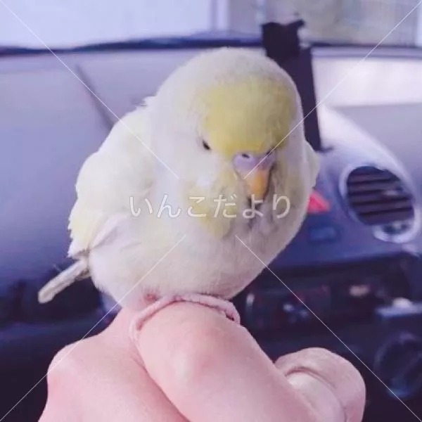 保護鳥の写真