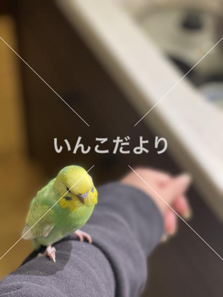 迷い鳥の写真