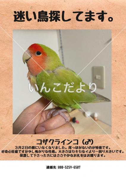 迷い鳥の写真