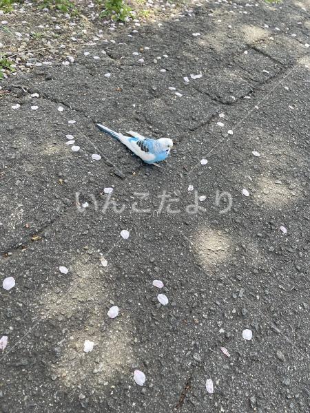 保護鳥の写真
