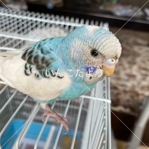 保護鳥の写真