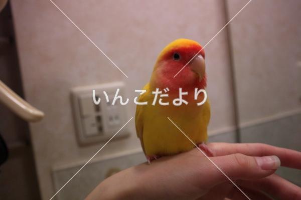 迷い鳥の写真
