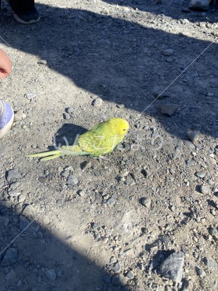 保護鳥の写真