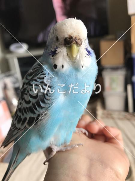 迷い鳥の写真