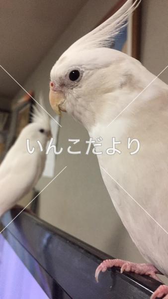 迷い鳥の写真