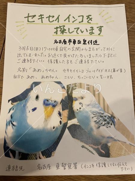 迷い鳥の写真