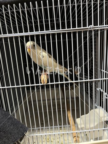 保護鳥の写真
