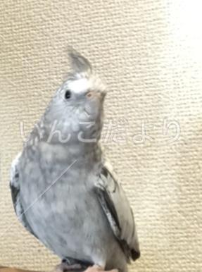 迷い鳥の写真