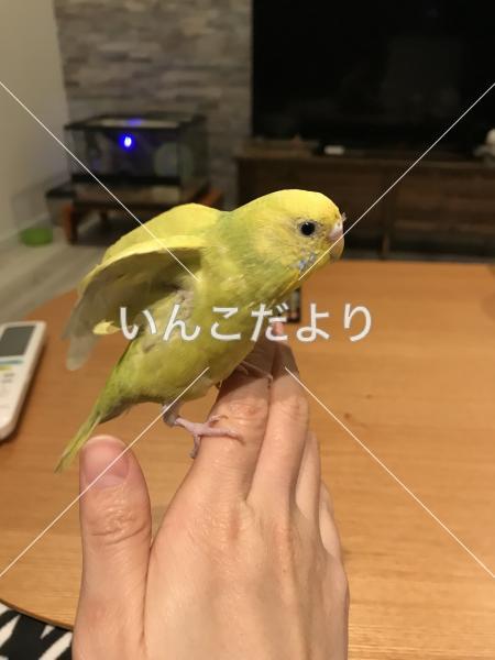 迷い鳥の写真