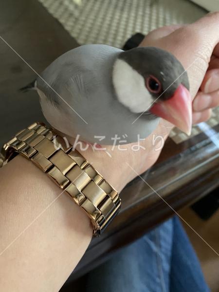 迷い鳥の写真
