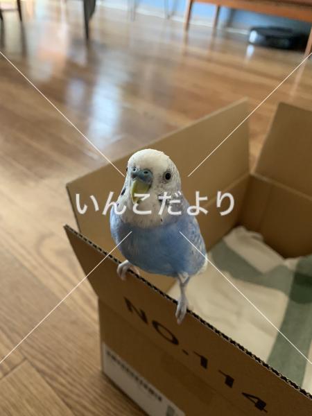 保護鳥の写真