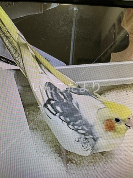 迷い鳥の写真