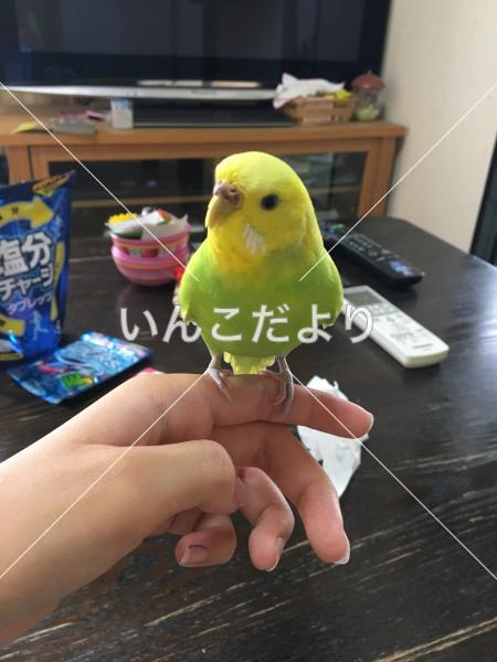 迷い鳥の写真