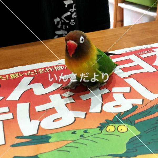 迷い鳥の写真