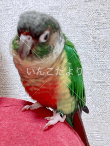迷い鳥の写真