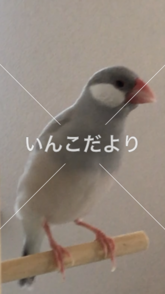迷い鳥の写真