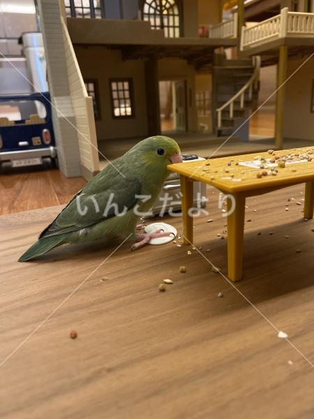 迷い鳥の写真