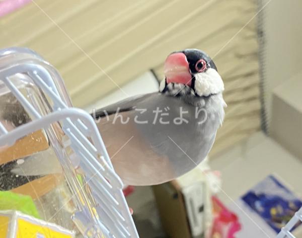 迷い鳥の写真