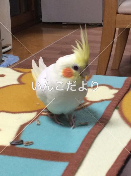 迷い鳥の写真