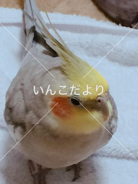 迷い鳥の写真