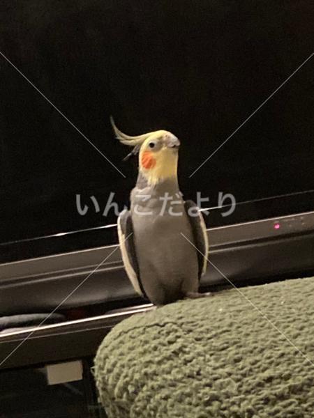 迷い鳥の写真