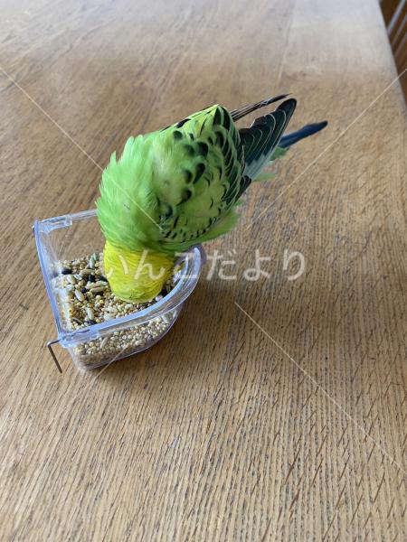 保護鳥の写真