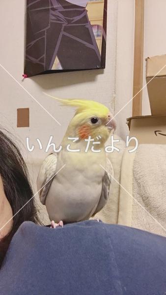 迷い鳥の写真