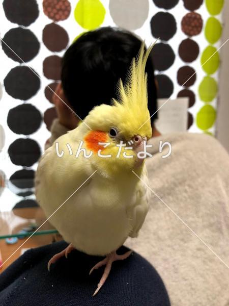 迷い鳥の写真
