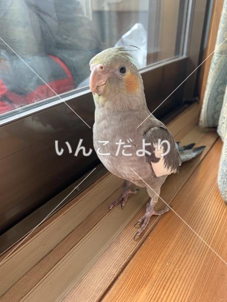 迷い鳥の写真