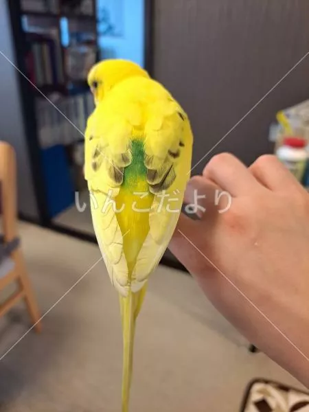 保護鳥の写真