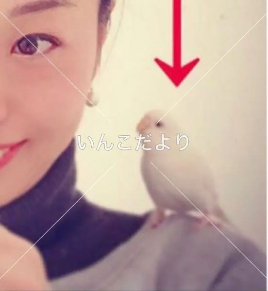迷い鳥の写真