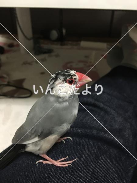 迷い鳥の写真