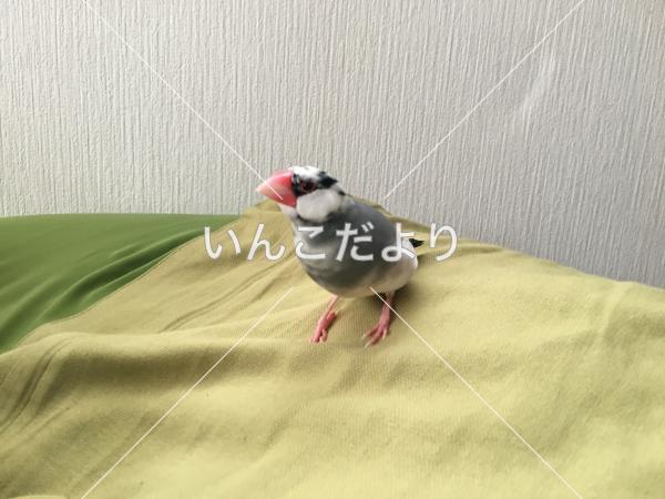 迷い鳥の写真