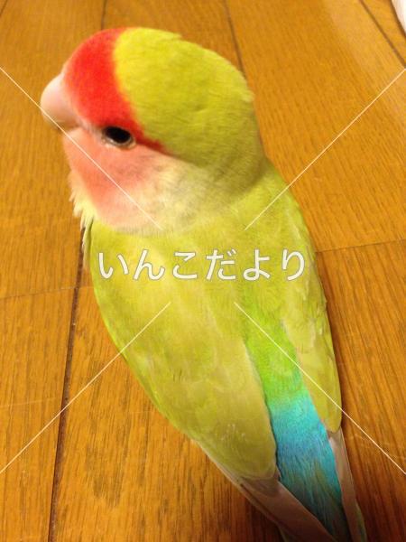 迷い鳥の写真