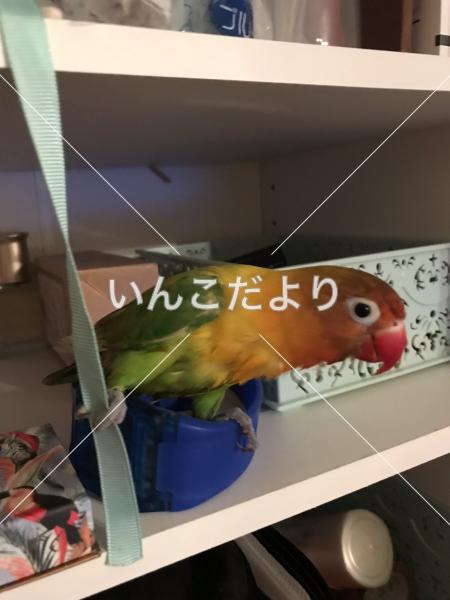 迷い鳥の写真