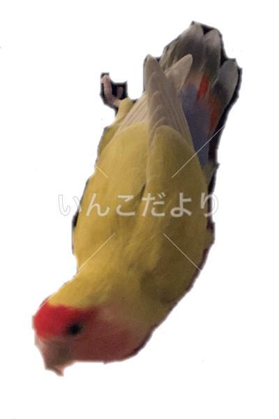 迷い鳥の写真