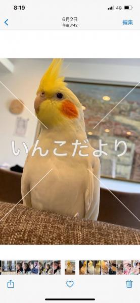 迷い鳥の写真
