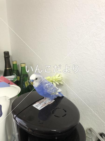 保護鳥の写真