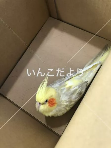 保護鳥の写真