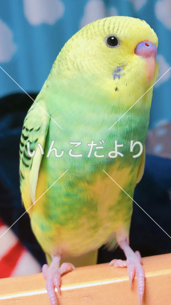 迷い鳥の写真
