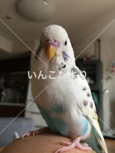 迷い鳥の写真